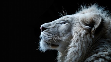 White lion portrait on black background.