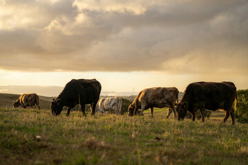 Wall Mural - Beef cows and calves grazing on grass in a free range field, in Australia. eating hay and silage. breeds include murray grey, angus and wagyu