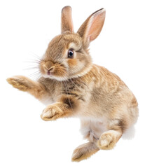 Poster - PNG Happy jumping rabbit animal mammal rodent.