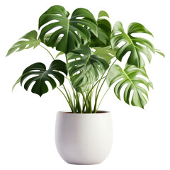 Poster - PNG Monstera plant leaf white background.