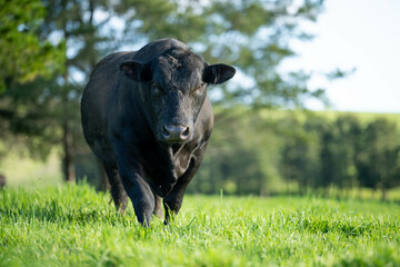 Wall Mural - Beef cows and calves grazing on grass in a free range field, in Australia. eating hay and silage. breeds include murray grey, angus and wagyu