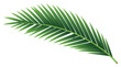 © Rawpixel.com - PNG Plant leaf tree freshness.