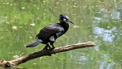 Wall Mural - The great cormorant, Phalacrocorax carbo known as the great black cormorant across the Northern Hemisphere, the black cormorant in Australia and the black shag further south in New Zealand