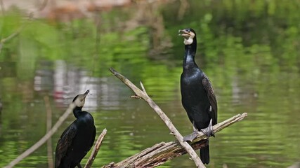 Wall Mural - The great cormorant, Phalacrocorax carbo known as the great black cormorant across the Northern Hemisphere, the black cormorant in Australia and the black shag further south in New Zealand