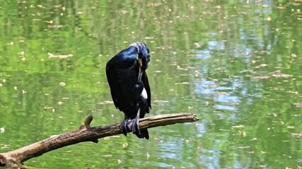 Wall Mural - The great cormorant, Phalacrocorax carbo known as the great black cormorant across the Northern Hemisphere, the black cormorant in Australia and the black shag further south in New Zealand