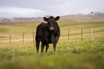 Wall Mural - beautiful cattle in Australia  eating grass, grazing on pasture. Herd of cows free range beef being regenerative raised on an agricultural farm. Sustainable farming in australia