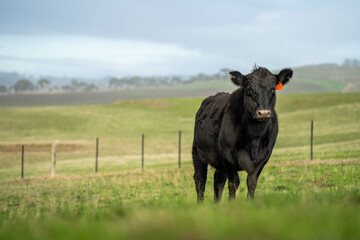 Wall Mural - Beef cows and calves grazing on grass in a free range field, in Australia. eating hay and silage. breeds include murray grey, angus and wagyu