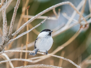 Wall Mural - Cute bird the willow tit, song bird sitting on a branch without leaves in the winter.