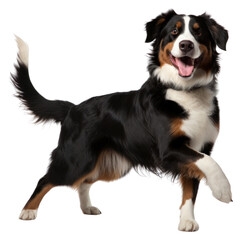 Sticker - PNG Burmese mountain dog mammal animal pet.