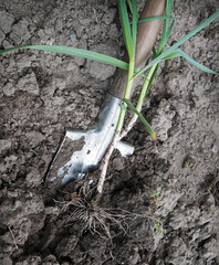 Canvas Print - Shovel digging garlic from the soil