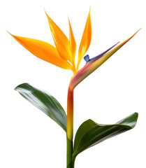 Wall Mural - PNG Flower plant petal leaf.