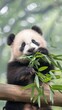 © lililia - Two giant pandas sit on the forest floor, happily munching on bamboo shoots