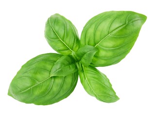 Green basil leaves isolated on white background