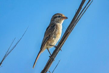 Wall Mural - Close-up of a small Red-tailed Shrike perched on a thin branch against a clear blue sky.