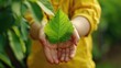 © Valentina - the child holds a green leaf in his hands. Selective focus
