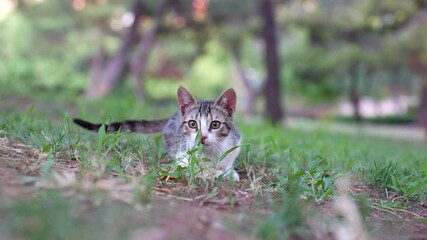 Wall Mural - kitten playing and hunting in the garden