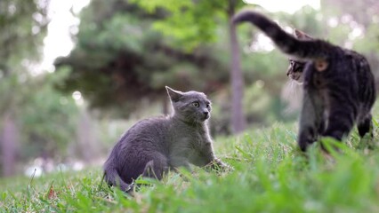 Wall Mural - kitten is playing and fighting