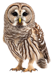 Sticker - PNG Animal beak bird owl.