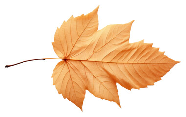 Canvas Print - PNG  Fall leaf plant tree fragility.