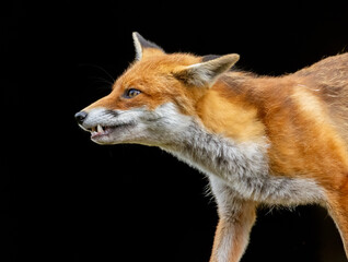 Close up of a beautiful fox eating with black background