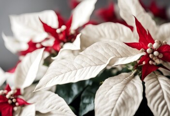 Wall Mural - flower xmas olated white bloom green blossom plant beautiful christmas whitebackground background poinsettia red