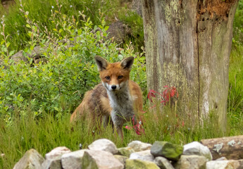 Wall Mural - Fox in the forest during daylight