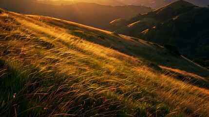 Wall Mural - The grass on the hillside illuminated picture