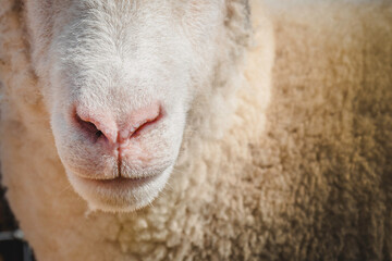 Closeup of cute white fluffy sheep nose, Wales, UK