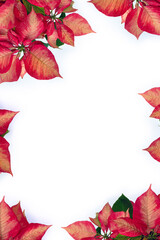 Wall Mural - christmas decoration. flowers of red pink poinsettia on white background with space for text. top vi