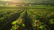 © Yelena - A strawberry plantation neatly divided into sections picture