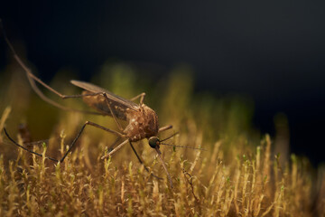 Wall Mural - Details of a mosquito perched on vegetation