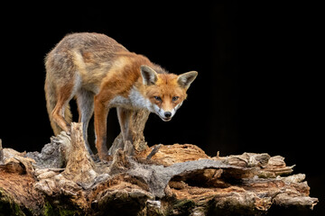 Close up of a beautiful fox eating with black background