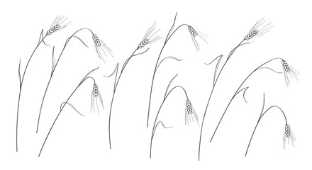 Wall Mural - ripe wheat ears set outline drawing