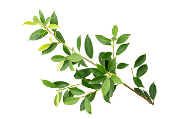 branch and green leaf isolated on white background