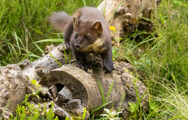 Wall Mural - Close up of pine marten in the forest