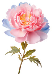 Canvas Print - PNG A fully bloomed peony blossom flower plant.