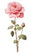 © Rawpixel.com - PNG Pink rose flower petal plant.