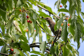 Wall Mural - A young common starling sits on a cherry branch with green leaves on a sunny summer day.