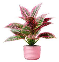 Sticker - PNG Plant houseplant flower leaf transparent background