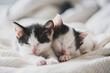 © isavira - Black and white spotted two kittens sleep on a white sheet, soft focus, close-up