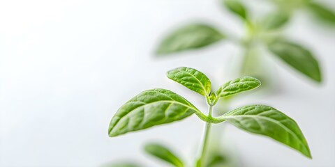 Wall Mural - Study plant DNA gene therapy biochemistry in biology lab with white background. Concept Plant DNA, Gene Therapy, Biochemistry, Biology Lab, White Background