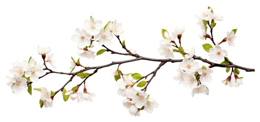 png flower blossom branch plant.