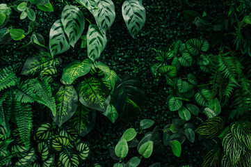 Wall Mural - abstract green leaf texture, tropical leaf foliage nature dark green background