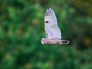 Sticker - Long-eared owl (Asio otus)