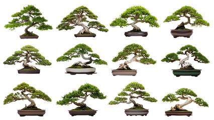 Poster - Bonsai tree png element set, transparent background