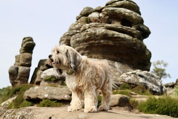 Cute dog Tibetan terrier posing pet adorable