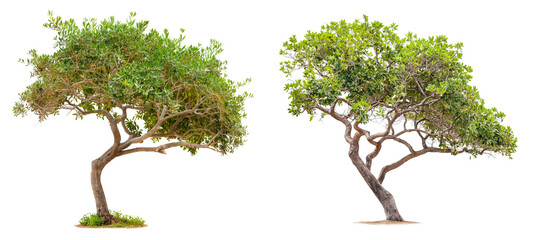 Wall Mural - set of argan trees isolated on transparent or white background