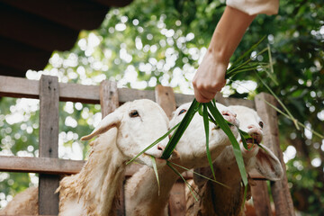 A person feeding two goats with a piece of green grass in front of a wooden fence in front of a wooden fence in front of a wooden fence in front of a wooden