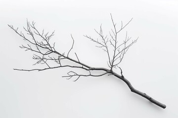 single elegant tree branch on a plain white background