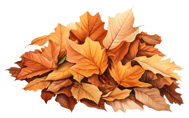 Canvas Print - PNG Leaves autumn plant leaf.